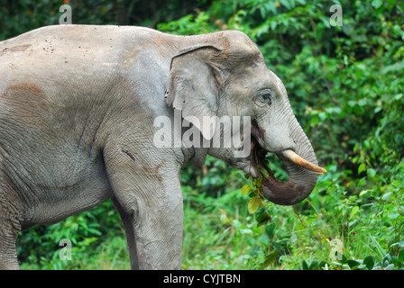 Bull magnifique éléphant d'Asie (Elephas maximus) au parc national thaïlandais Banque D'Images