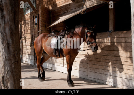 En face de cheval équitation près de Mostar, Bosnie-Herzégovine Banque D'Images