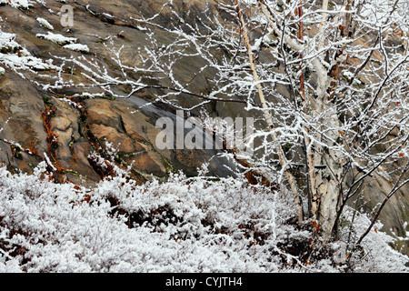 Une mince couche de neige sur le bleuet d'arbustes et de bouleau, le Grand Sudbury, Ontario, Canada Banque D'Images