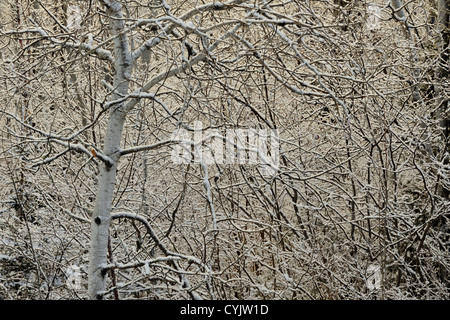 Un saupoudrage de neige précoce sur les branches d'arbres, le Grand Sudbury, Ontario, Canada Banque D'Images