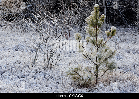Un saupoudrage de neige précoce sur un arbre de pin rouge et de buissons de bleuets, le Grand Sudbury, Ontario, Canada Banque D'Images