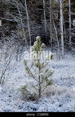 Un saupoudrage de neige précoce sur un arbre de pin rouge et de buissons de bleuets, le Grand Sudbury, Ontario, Canada Banque D'Images
