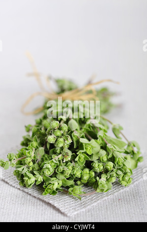 Bouquet de fleurs de marjolaine herb libre sur nappe beige Banque D'Images