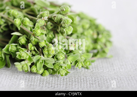 Bouquet de fleurs de marjolaine herb libre sur nappe beige. Petits DOF. Banque D'Images