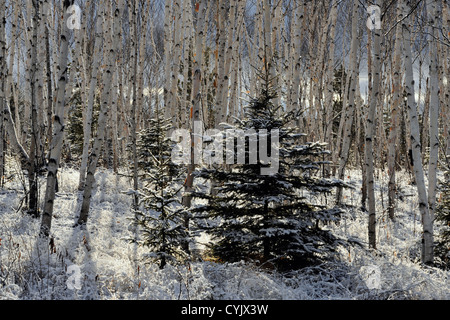 Un saupoudrage de neige précoce sur les bouleaux et les épicéas dans un boisé, Grand Sudbury, Ontario, Canada Banque D'Images