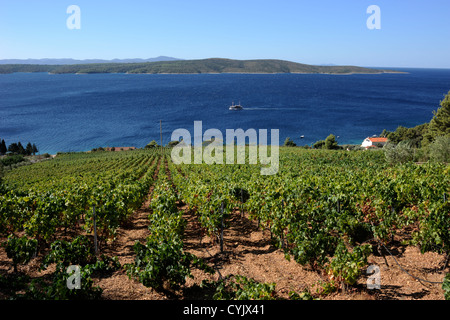 Croatie, Dalmatie, île de Hvar, Zavala, vignobles Banque D'Images