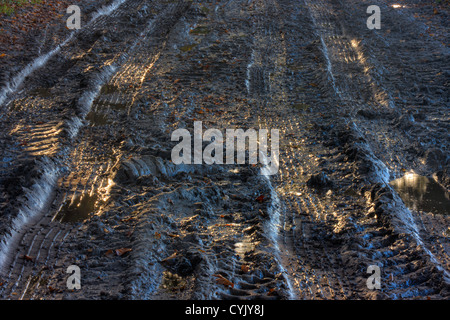 La lumière du soleil sur les traces de pneus dans la boue Banque D'Images
