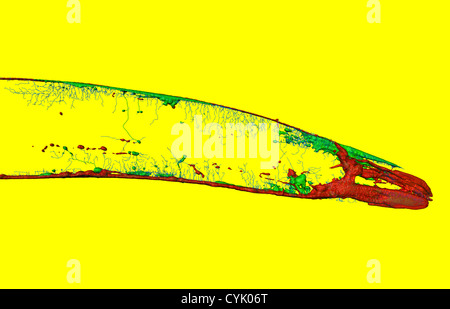 Caenorhabditis elegans, un ver rond transparent (nématodes), environ 1 mm de longueur. La microscopie confocale à balayage laser Banque D'Images