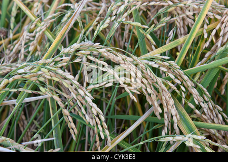 Riz blanc à maturité growing in field, grain court. Banque D'Images