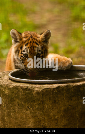 Siberian/Tiger Cub (Panthera tigris altaica) Boire Banque D'Images