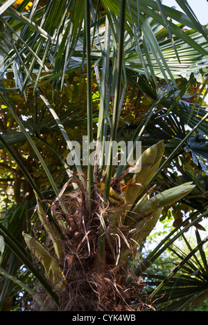 Trachycarpus fortunei floraison (Chusan Palm, Palm ou moulin à vent Moulin à Vent Chinois Palm) Banque D'Images