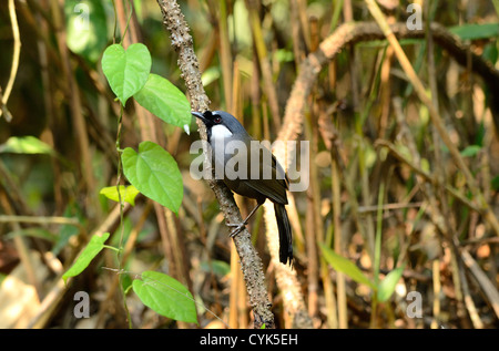 Belle Black-throated laughingthrush Garrulax chinensis)(dans la forêt thaïlandaise Banque D'Images