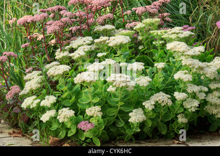 Showy stonecrop Sedum spectabile,  = Hylotelephium spectabile Banque D'Images