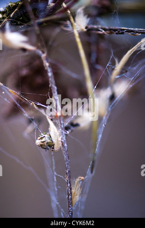 Close Up of old Spider's Web avec têtes de graine Banque D'Images