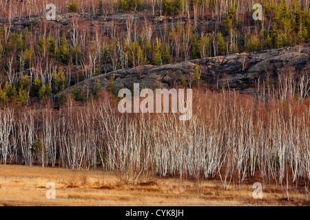 Forêt de bouleaux à replanter des arbres de pin, Grand Sudbury, Ontario, Canada Banque D'Images