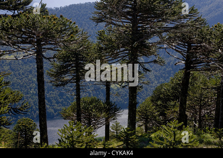 Le Parc National de Huerquehue, au Chili. L'Amérique du Sud. By Monkeypuzzle arbres, aussi connu comme pehuen, au-dessus du lac Tinquilco. Région d'Araucania Banque D'Images