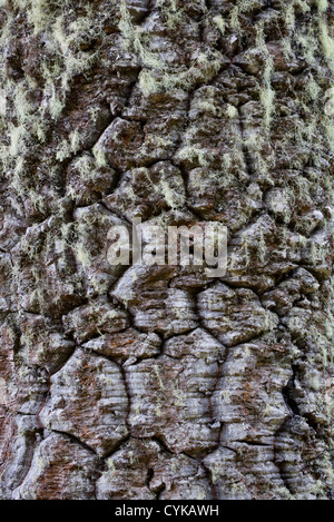 Le Chili. L'Amérique du Sud. Écorce de l'arbre by monkeypuzzle, également appelé pehuen. Huerquehue Parc National. Lakes District. Région d'Araucania Banque D'Images