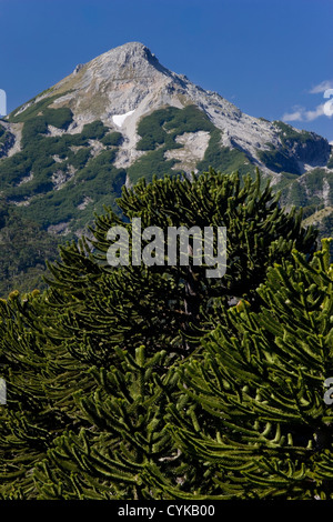 Le Parc National de Huerquehue, au Chili. L'Amérique du Sud. By Monkeypuzzle arbres ci-dessous Cerros Sebastian o Caburgua. Région d'Araucania Banque D'Images