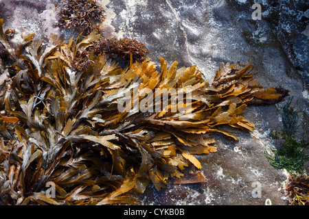 Brown / Green denté Wrack ( Fucus serratus) algues couchées sur la roche lisse sur Scottish Beach, Écosse, Royaume-Uni Banque D'Images