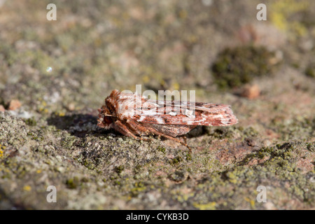 Vrai Lover's Knot spongieuse ; Lycophotia porphyrea ; été, Cornwall, UK Banque D'Images