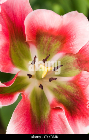 Tulip Tulipa viridiflora viridiflora, 'ADRIAN T. DOMINIQUE", de jardins de Keukenhof en Hollande du Sud des Pays-Bas. Banque D'Images