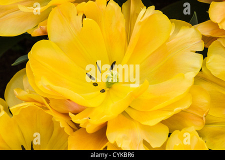 Fin Double Tulipe, Tulipa 'FREEMAN', au jardins de Keukenhof en Hollande du Sud des Pays-Bas. Banque D'Images