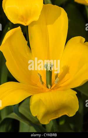 Triumph Tulip, Tulipa 'GOLDEN TYCOON', au jardins de Keukenhof en Hollande du Sud des Pays-Bas. Banque D'Images