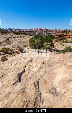 Needles District de Canyonlands National Park dans l'Utah. Banque D'Images