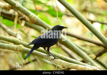 Belle blue whistling thrush (Myiophoneus caeruleus) dans la forêt thaïlandaise Banque D'Images