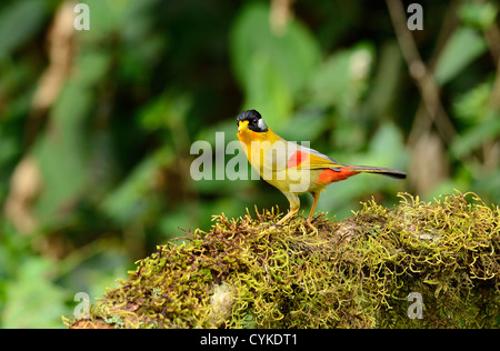 Beau mâle silver-eared mesia (Leiothrix argentauris) dans la forêt thaïlandaise Banque D'Images