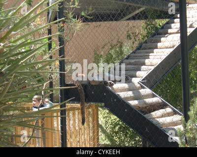 (Puma, Cougar Mountain Lion) dormir sur les étapes à Alameda Park Zoo. Le zoo est à l'angle de White Sands Blvd et 10th St. Banque D'Images