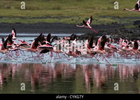 Une volée de flamants roses s'envolent dans le Parc National du Lac Nakuru au Kenya Banque D'Images