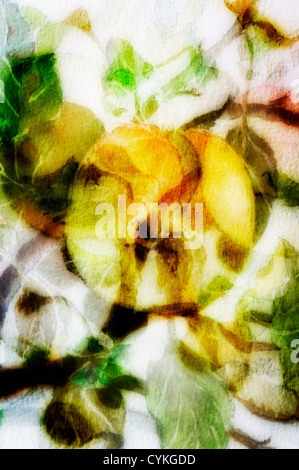 Les feuilles et les pommes d'un mélange d'images photographiques à partir d'une aquarelle Banque D'Images