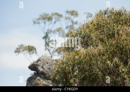 Fleurs et plantes sauvages de l'Australie à Hanging Rock, Victoria, Melbourne salon Banque D'Images