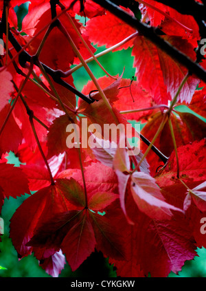 Un automne vigne vierge Parthenocissus quinquefolia à travers une fenêtre Banque D'Images