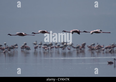 Quatre flamants volant à Lake Nakuru Kenya Banque D'Images