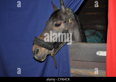 cheval Banque D'Images