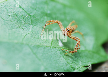 Brown spider à rayures sur feuille verte Banque D'Images