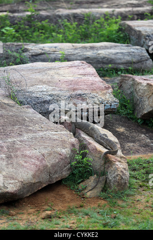 Parc national de Yala au Sri Lanka. Banque D'Images