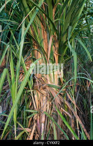 Saccharum officinarum. Plantation de canne à sucre dans la campagne indienne. L'Andhra Pradesh, Inde Banque D'Images