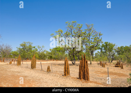 Cathédrale Termitières, Territoire du Nord, Australie Banque D'Images