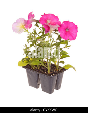 Pack de rose fleur petunia plants prêts pour le repiquage Banque D'Images