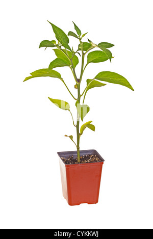 Des sujets d'un piment jalapeno (Capsicum annuum) dans un pot en plastique rouge prêt pour la transplantation dans le jardin familial Banque D'Images