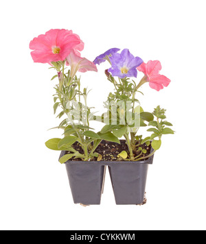 Pack de petunia plants prêts pour le repiquage Banque D'Images