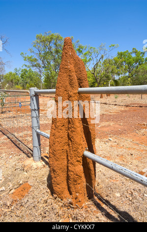 Termitière cathédrale construite à travers une clôture, Territoire du Nord, Australie Banque D'Images