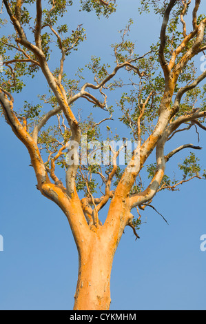 Tintinnans EUCALYPTUS GUM (saumon), le Parc National de Kakadu, Territoire Nortern, NT, Australie Banque D'Images