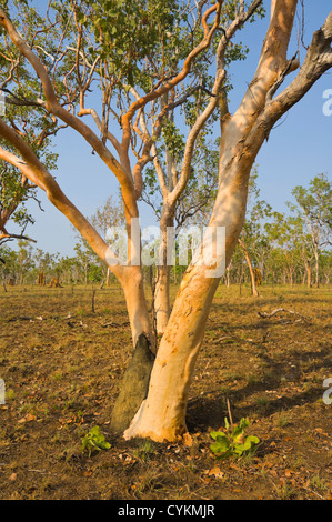 Tintinnans EUCALYPTUS GUM (saumon), le Parc National de Kakadu, Territoire Nortern, NT, Australie Banque D'Images