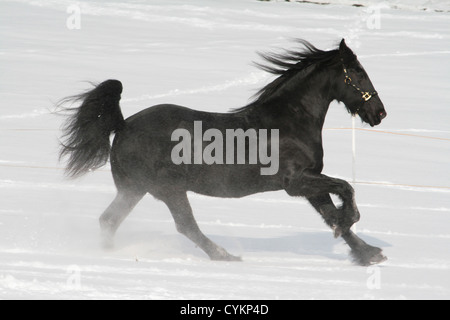 Cheval frison dans la neige Banque D'Images