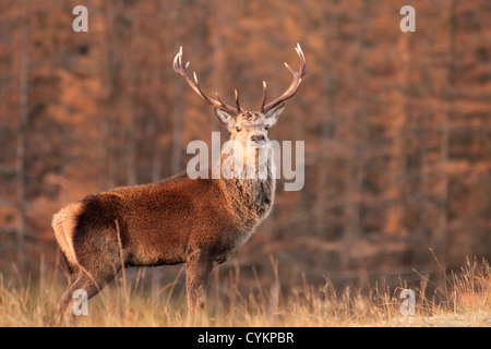 UK Ecosse Red Deer Stag dans les hautes terres de l'automne Banque D'Images