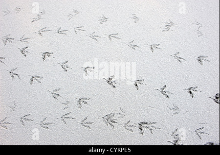 Sentiers d'oiseaux dans la neige fraîche Banque D'Images